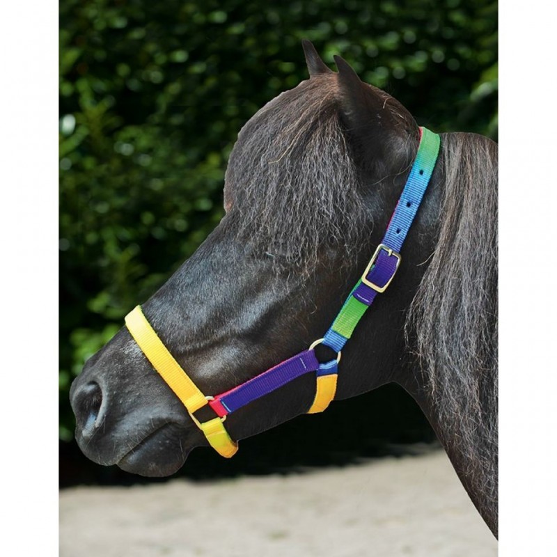 Licol pour shetlands, poneys et chevaux HKM Anni 5 coloris – En